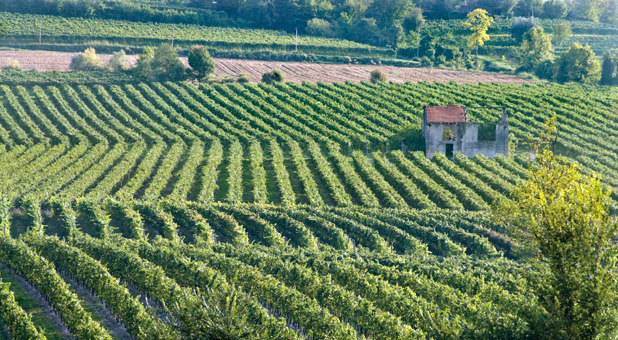 Azienda agricola La Sansonina